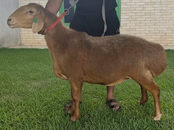 Schaf, Arashan sheep — Kirgisistan