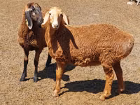 Қой, Arashan sheep — 2-сурет