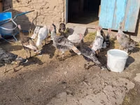 Turkeys — Foto 3