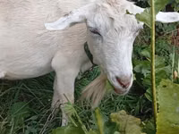 Ziege, Saanen goat — Foto 3