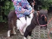 Horse (M), Falabella — photo 1