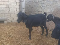 बकरी, Damask goat — फ़ोटो 5