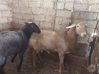 كبش, Arashan sheep — الصورة 4