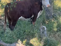 गाय, Swiss cattle — फ़ोटो 3