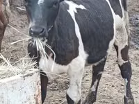 Уй, Голштин тукуму — сүрөт 3