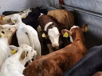 Cattle (batch, sex not specified), Hereford — photo 3