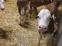 ІҚМ (топ, жынысы көрсетілмеген), Simmental cattle — 6-сурет
