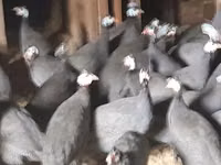 Geese — फ़ोटो 4