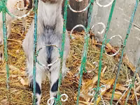 عنزة, الماعز — الصورة 3