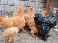 Brahma — foto 1