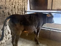 公牛, Cattle — 照片 3