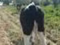بقرة, Russian Black pied cattle — الصورة 8