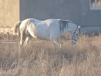 Hengst, Kazakh horse — Foto 1