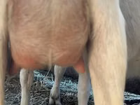 Ziege, Saanen goat — Foto 2