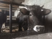 母牛, Alatau breed — 照片 3