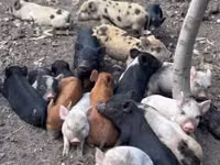 Schweine (Partie, Geschlecht nicht angegeben), Schweine — Foto 2