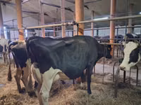 Vaca, Raza Holstein — foto 3