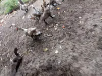 Hausente — Foto 3