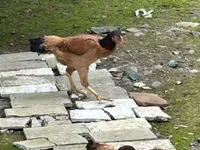 Chickens — फ़ोटो 3