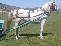 Stute, Orlov Trotter — Foto 2