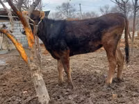母牛, Cattle — 照片 5