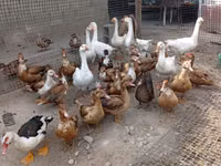 Geese — Foto 2