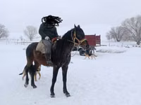 حصان, Kazakh horse — الصورة 2