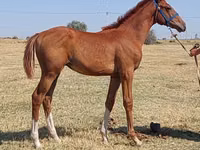 Aygʻir, Thoroughbred horse — 4-rasm