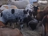 Widder, Jacob's sheep — Foto 2