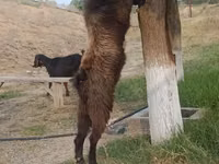Ziegenbock, Nubian Goat — Foto 1
