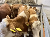 Бұқа, Simmental cattle — 2-сурет