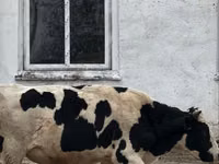 Toro, Raza Holstein — foto 4