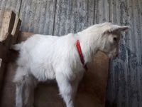 Cabras (lote, sexo no especificado), Saanen goat — foto 6