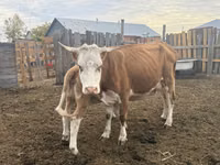 Сиыр, Simmental cattle — 5-сурет