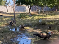 Domestic Muscovy — photo 1