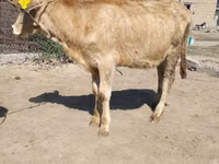 Bulle, Swiss cattle — Foto 3