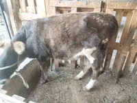 母牛, Cattle — 照片 3