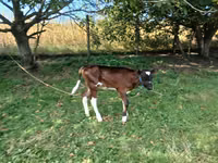 母牛, Simmental cattle — 照片 2