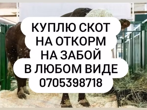 Бык, Коровы — Кыргызстан