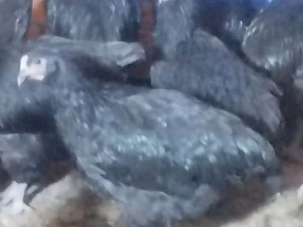Chickens