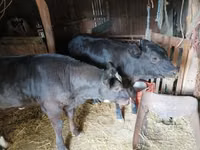 गाय, लिमोज़िन गाय — फ़ोटो 2