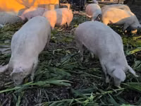 Sow, Pigs — photo 4