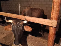 母牛, Swiss cattle — 照片 3