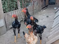 Chickens — Foto 3