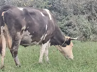 Kuh, Simmental cattle — Foto 1