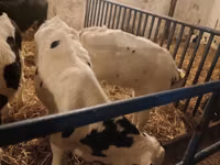 Bulle, Russian Black pied cattle — Foto 7