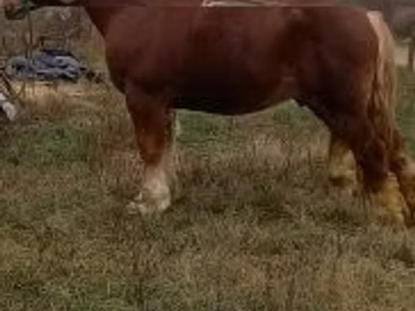 Hengst, Suffolk Punch