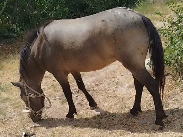 Yegua, Caballos