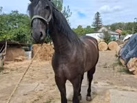 घोड़ा, Nonius horse — फ़ोटो 3