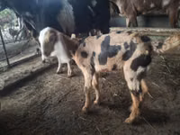 Ziege, Nubian Goat — Foto 3